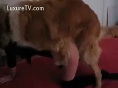 stooping to have her dog fuck her cum hole